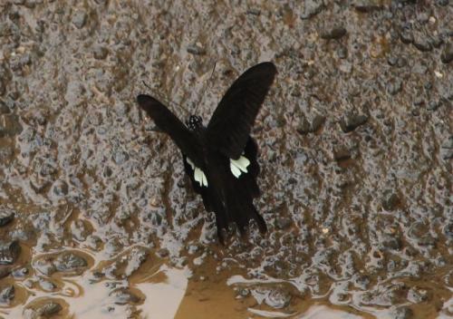 Papilio sp.