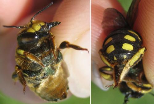 Anthidium florentinum