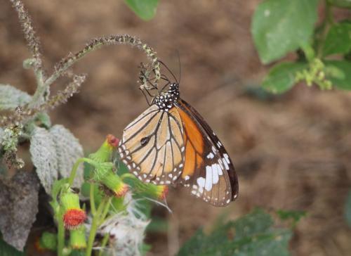 Danaus genutia