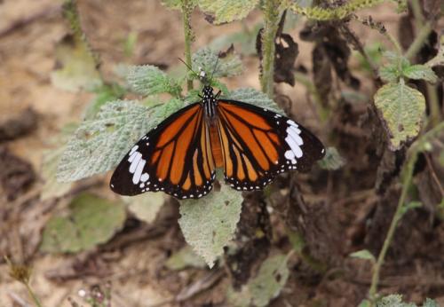 Réf. 176 329 : Danaus genutia