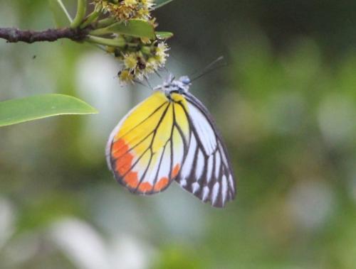 Delias hyparete