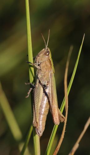 Chorthippus dorsatus dorsatus