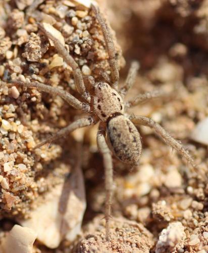 Berlandina plumalis