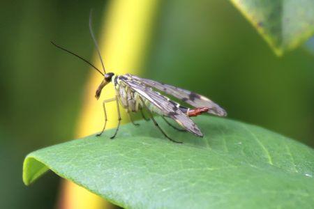 Panorpa communis