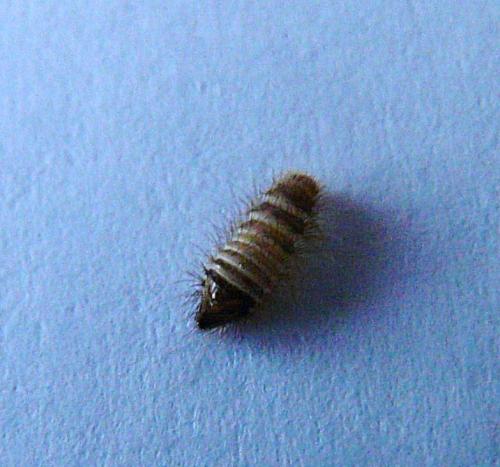 Anthrenus sp.