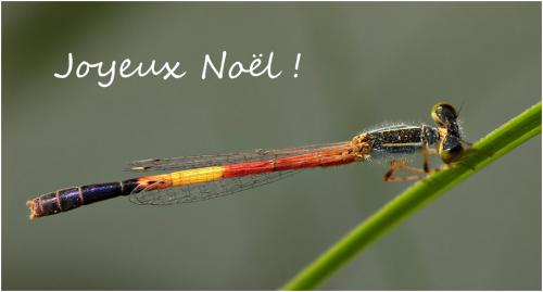 Ischnura nursei