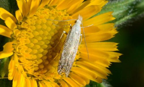Réf. 176 738 : Isophrictis sp.