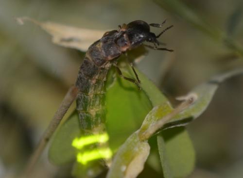Lampyris noctiluca