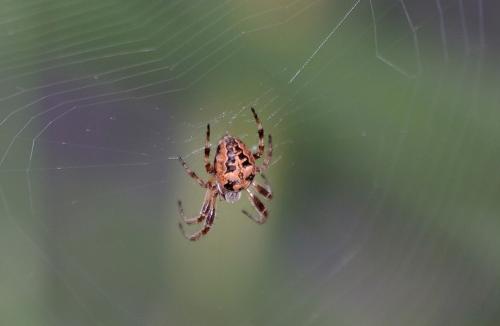 Réf. 176 146 : Larinioides sp.