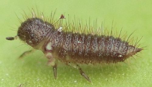 Réf. 176 817 : Lagria sp.