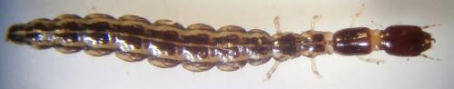 Xanthostigma corsicum