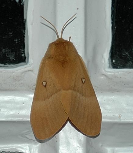 Réf. 176 717 : Lasiocampa quercus