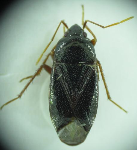Réf. 176 975 : Lethaeus nitidus