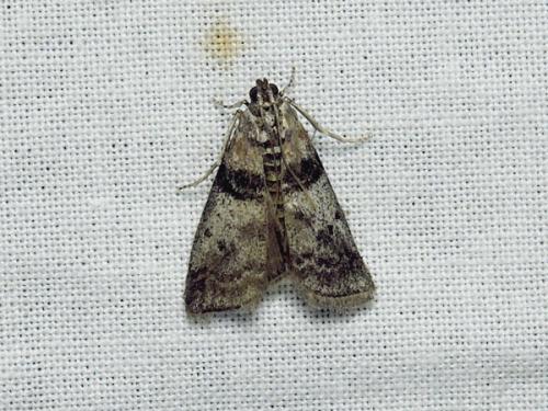 Sciota rhenella