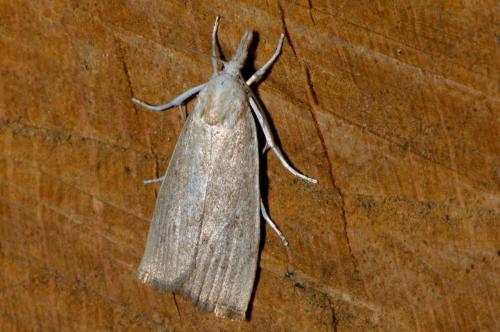 Réf. 176 256 : Calamotropha paludella