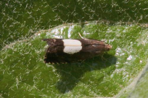 Réf. 176 219 : Pammene regiana
