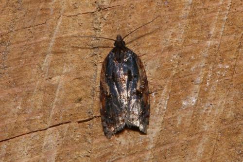 Réf. 176 375 : Acleris umbrana