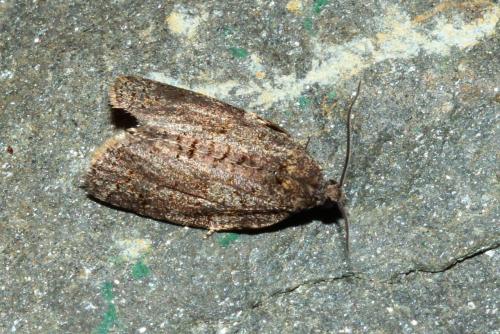 Syndemis musculana