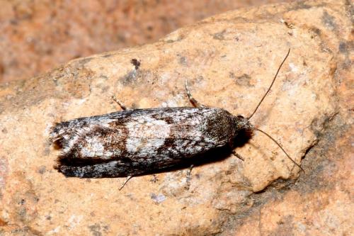 Zeiraphera griseana