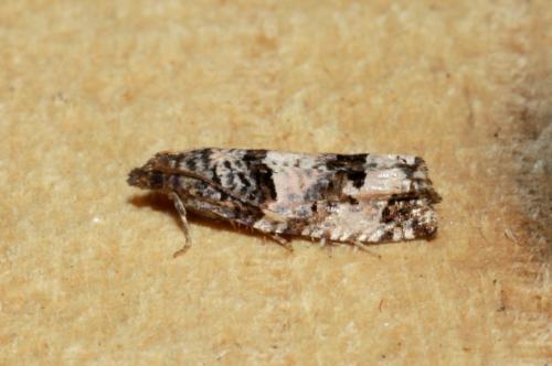 Réf. 176 216 : Notocelia incarnatana
