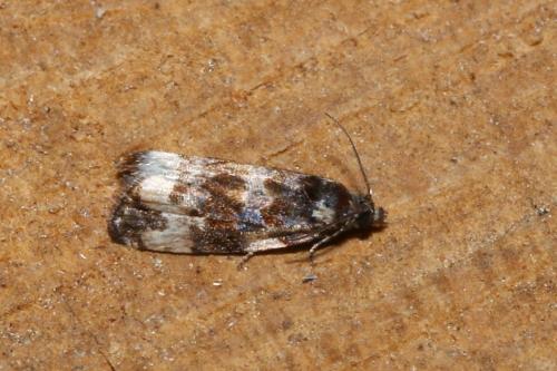 Endothenia (marginana-oblongana)