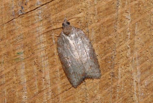 Acleris sparsana
