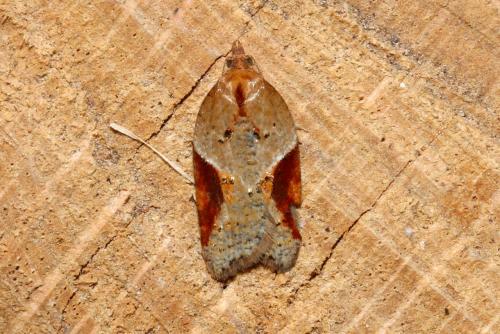 Acleris (comariana-laterana)