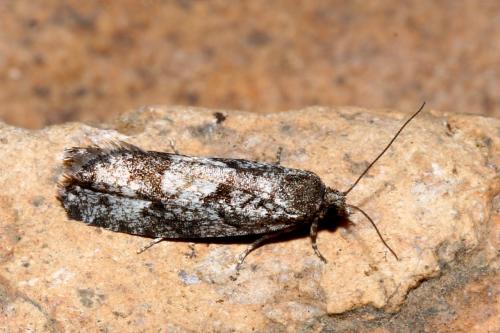 Zeiraphera griseana