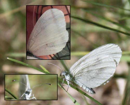 Leptidea sp.