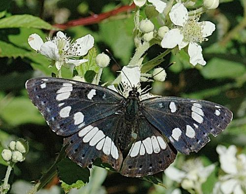 Limenitis reducta