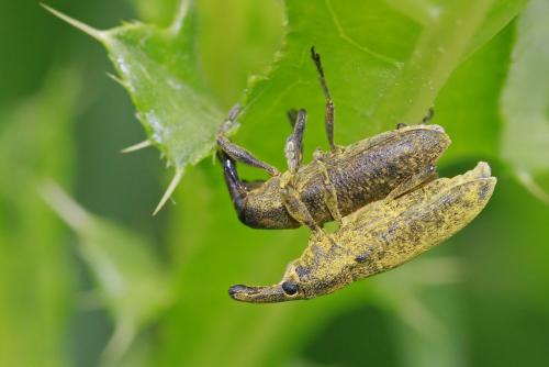 Réf. 176 661 : Lixus pulverulentus