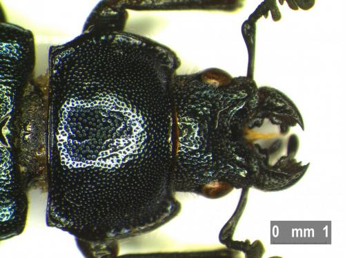 Platycerus sp.
