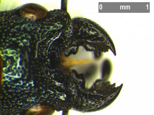 Réf. 176 422 : Platycerus sp.