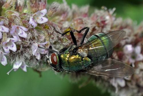 Réf. 176 669 : Neomyia viridescens