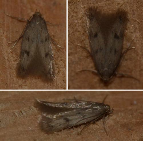 Réf. 176 522 : Borkhausenia nefrax