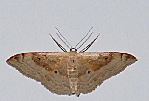 Réf. 176 603 : Idaea degeneraria