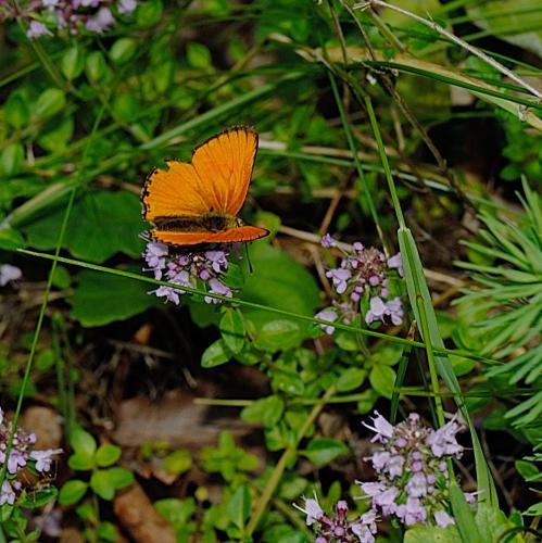 Lycaena virgaureae