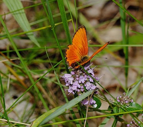 Lycaena virgaureae