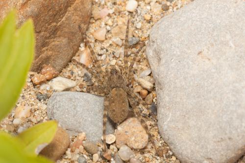 Arctosa sp.