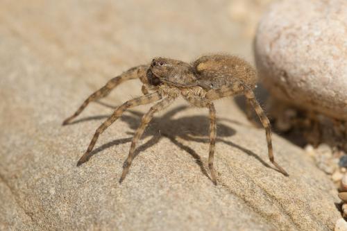 Arctosa sp.