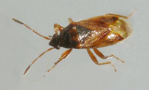 Réf. 176 719 : Lasiosomus enervis