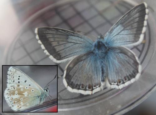 Polyommatus coridon
