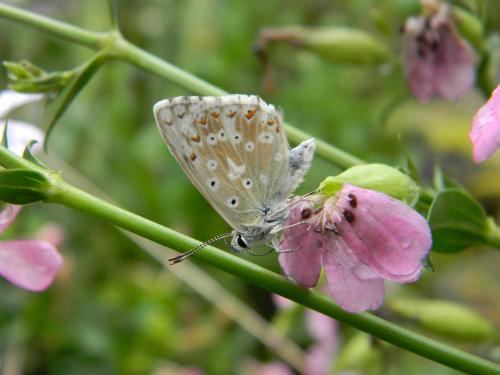 Polyommatus coridon