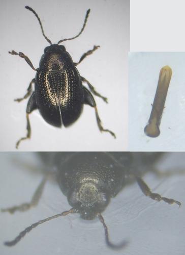 Réf. 176 108 : Chaetocnema concinna