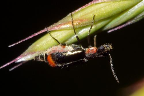 Axinotarsus pulicarius