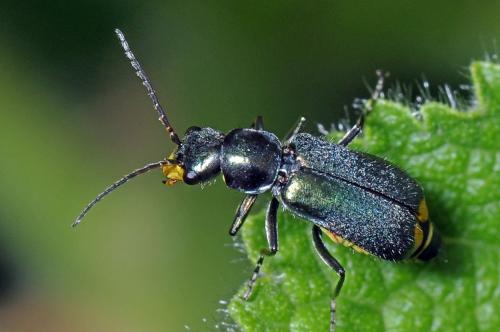 Réf. 176 885 : Clanoptilus elegans