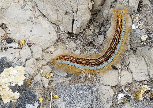 Malacosoma castrensis