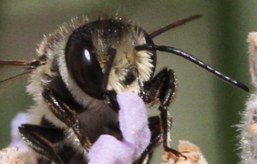 Megachile sp.