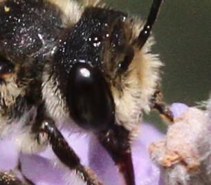 Megachile sp.