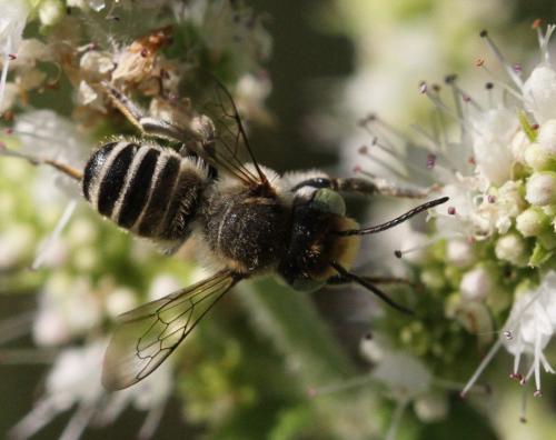 Megachile sp.